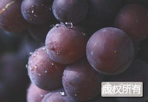 段园葡萄
