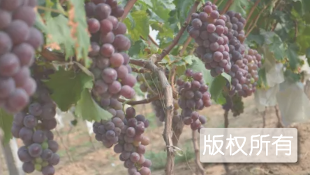 孟津葡萄