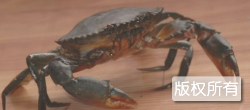 酒煮青蟹
