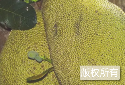 凭祥菠萝蜜