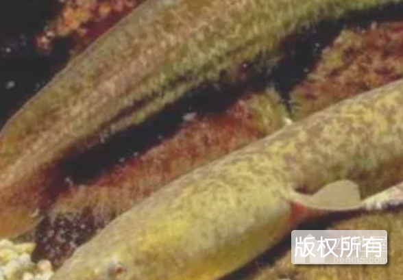 明鳗鲡
