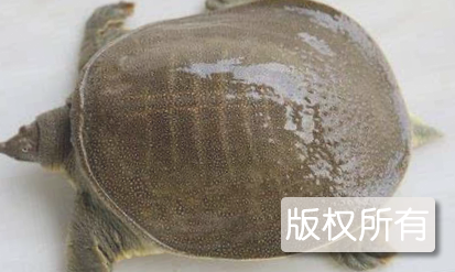 潢川甲鱼