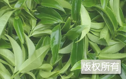 沅江茶叶
