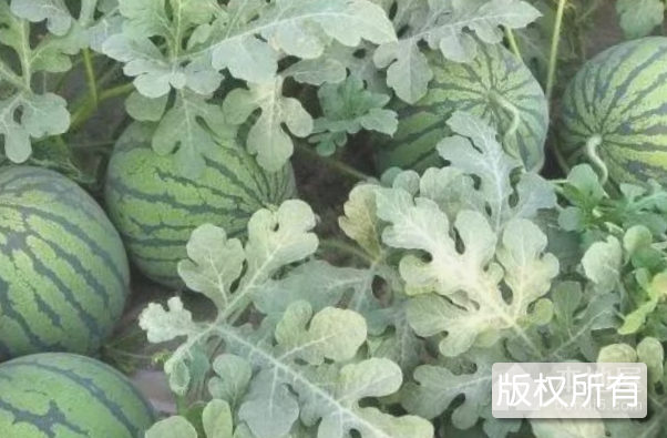 沧沟西瓜