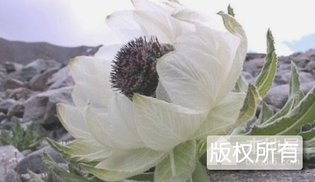 昌都雪莲
