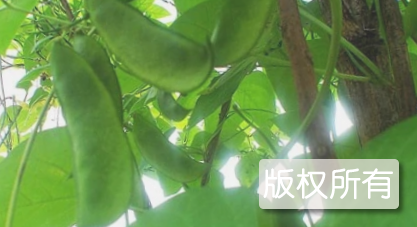 寿宁御豆