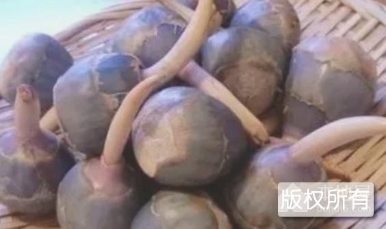 宝应紫圆慈姑