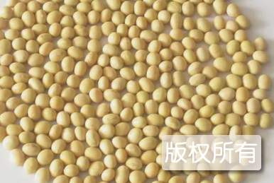 铜陵大豆