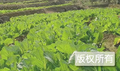 罗浮山酥醪菜