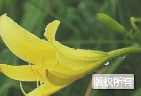 析城黄花菜