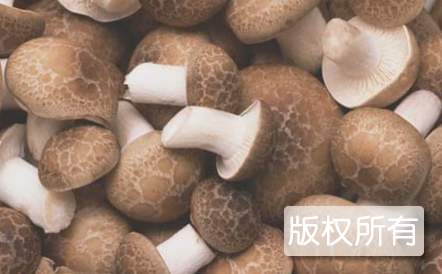 江永香菇