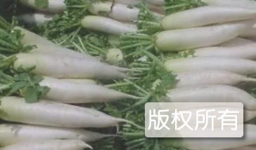 枞阳萝卜