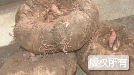 炎陵魔芋