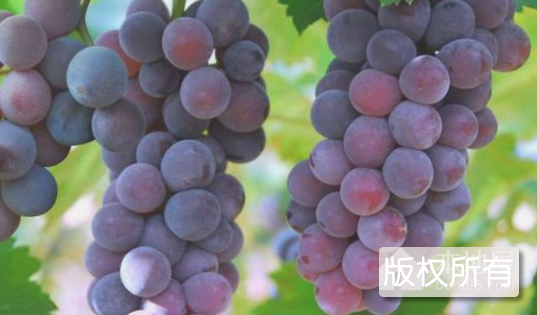 八字葡萄