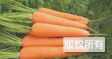 平安堡胡萝卜