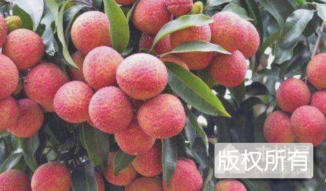 香洲番荔枝