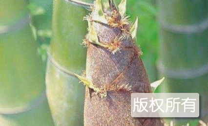 埔田竹笋
