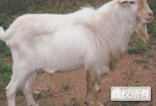 郧西马头山羊肉