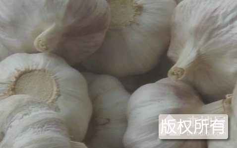 陡沟大蒜