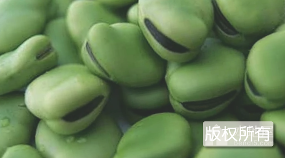 崇礼蚕豆