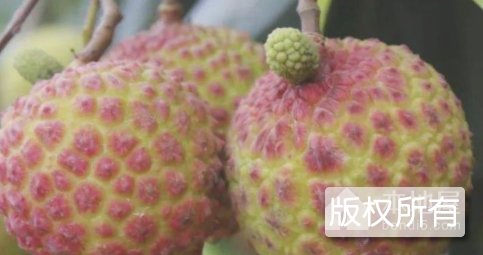 虎门番荔枝