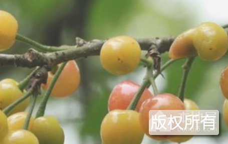 安丘樱桃