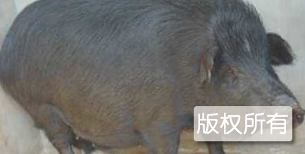 上思香猪