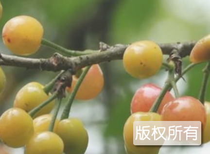 复兴樱桃