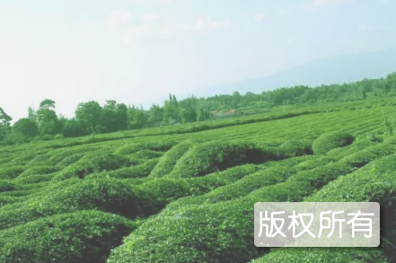 周巷凤凰茶
