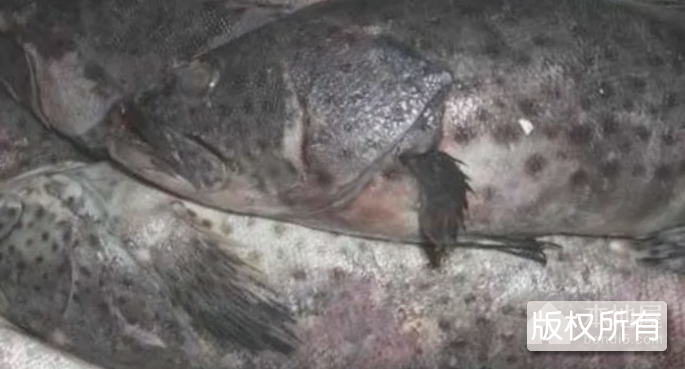 淡水石鲮鱼