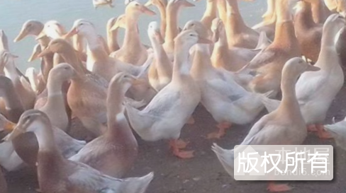 西林麻鸭