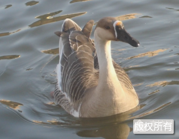郎溪雁鹅