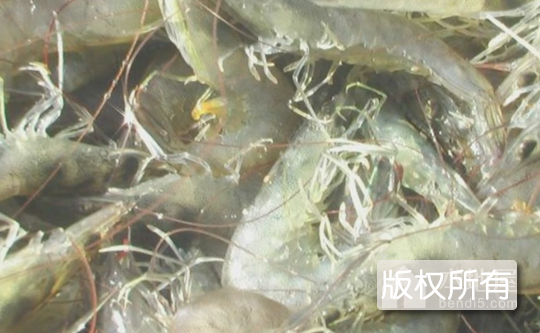 天津南美白对虾