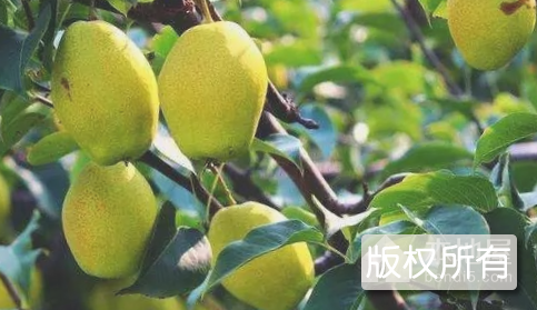 凤凰岭梨