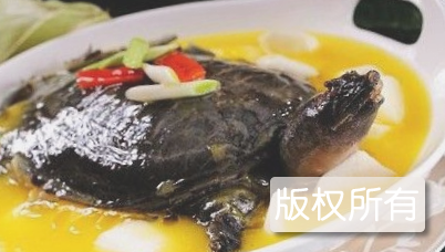 溱湖甲鱼