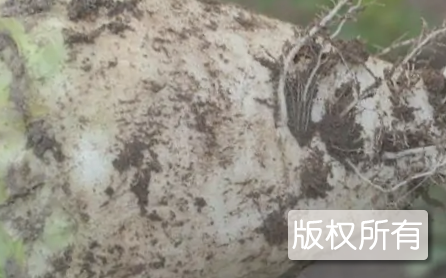 铁涌芥头