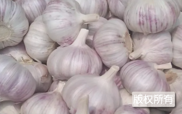 小文公大蒜