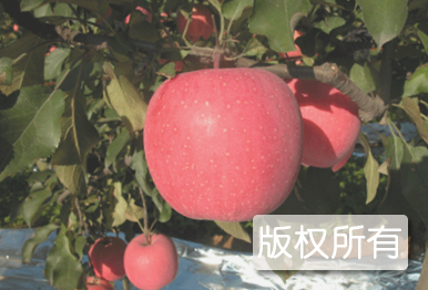 正宁苹果