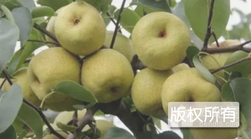 大沙河白酥梨