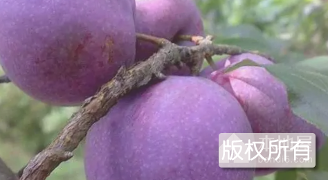 茶山三华李