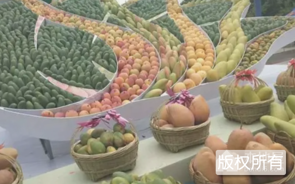 田东芒果文化节