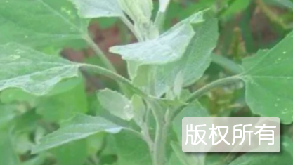 鹤峰灰灰菜