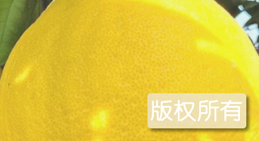 合江真龙柚