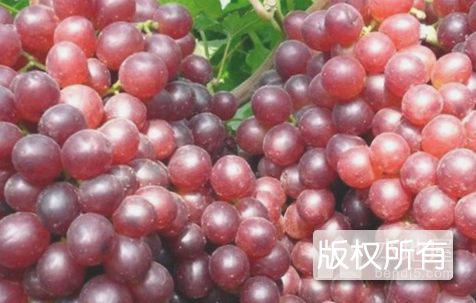 巨上葡萄