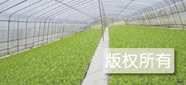 棚菜