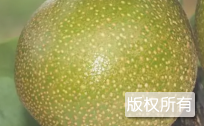 三吉梨