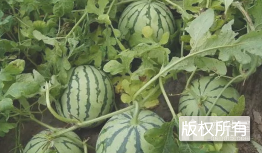 渎上西瓜
