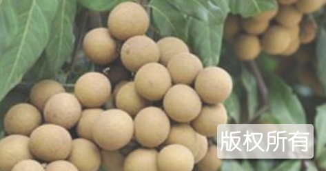 东丰龙眼