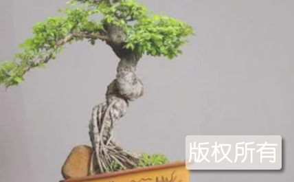 陆丰绿境盆景栽培技艺