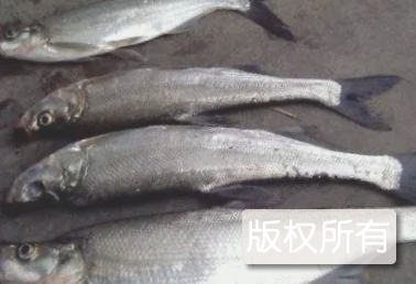 军山白鱼